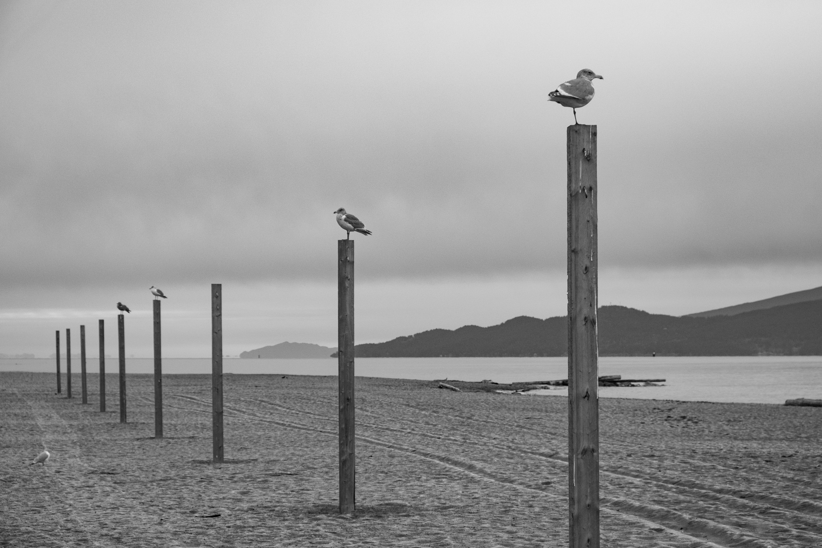 Perch Line — Spanish Banks 2020