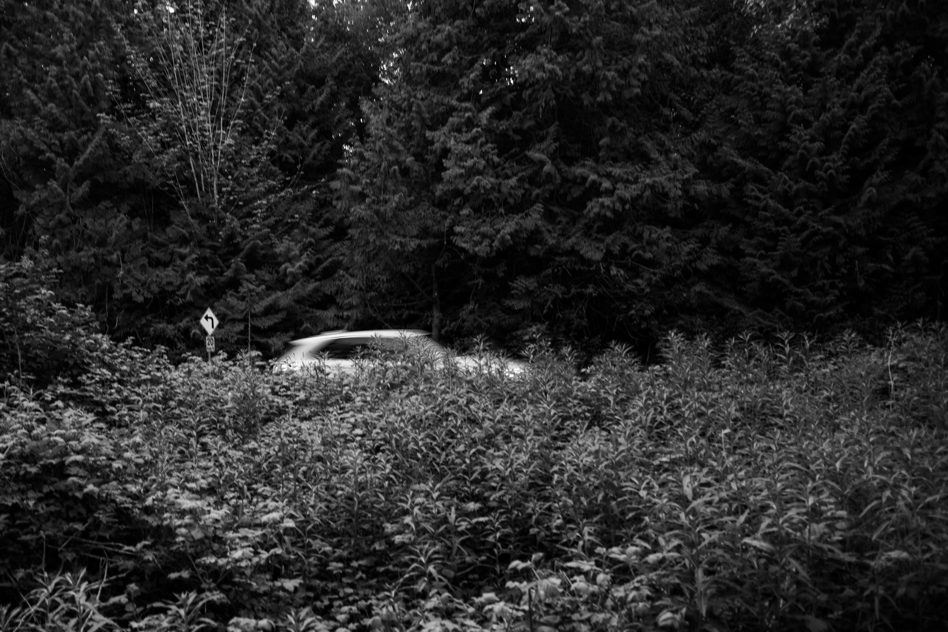 Passing Through — Pacific Spirit Regional Park 2022