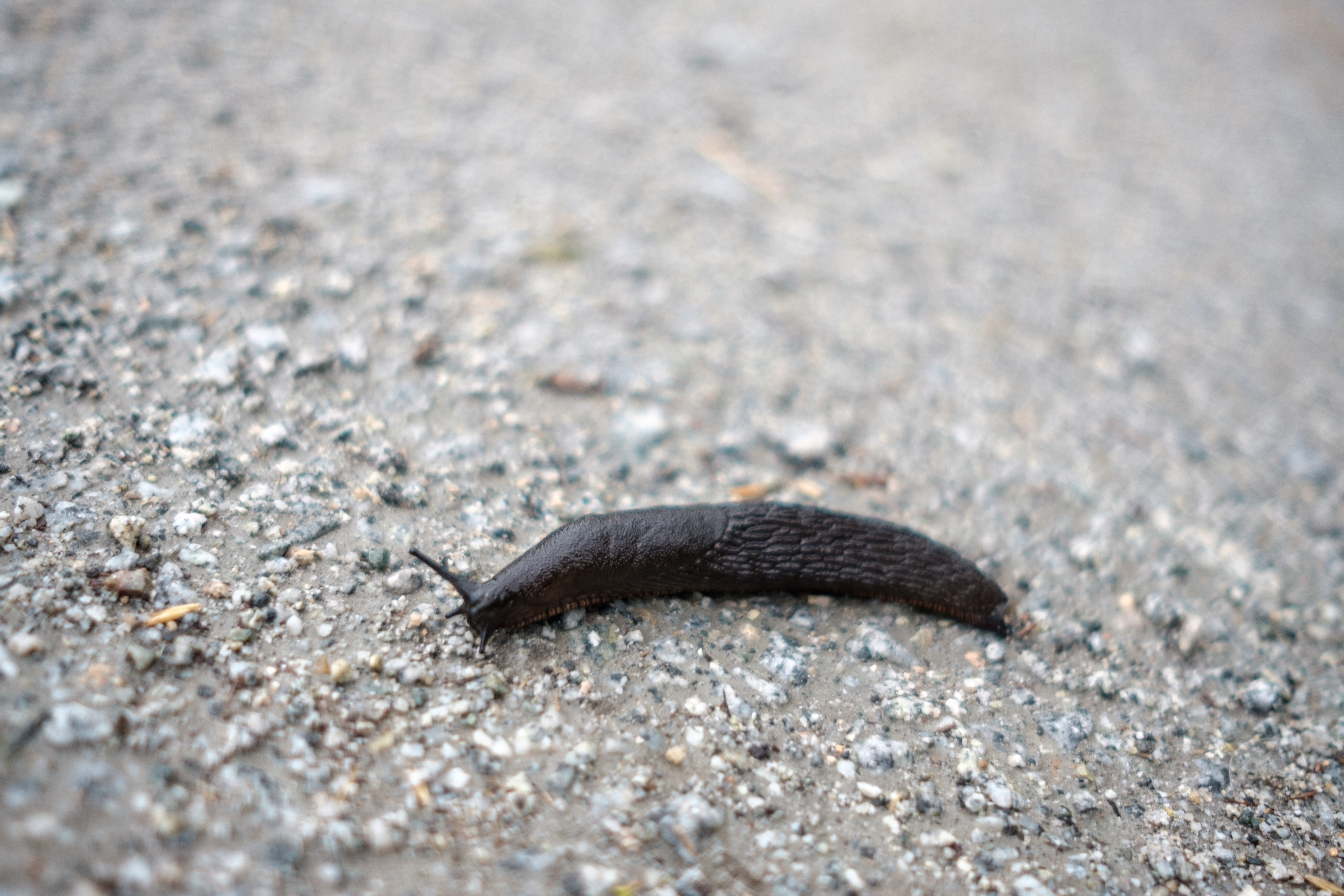 Sluggo