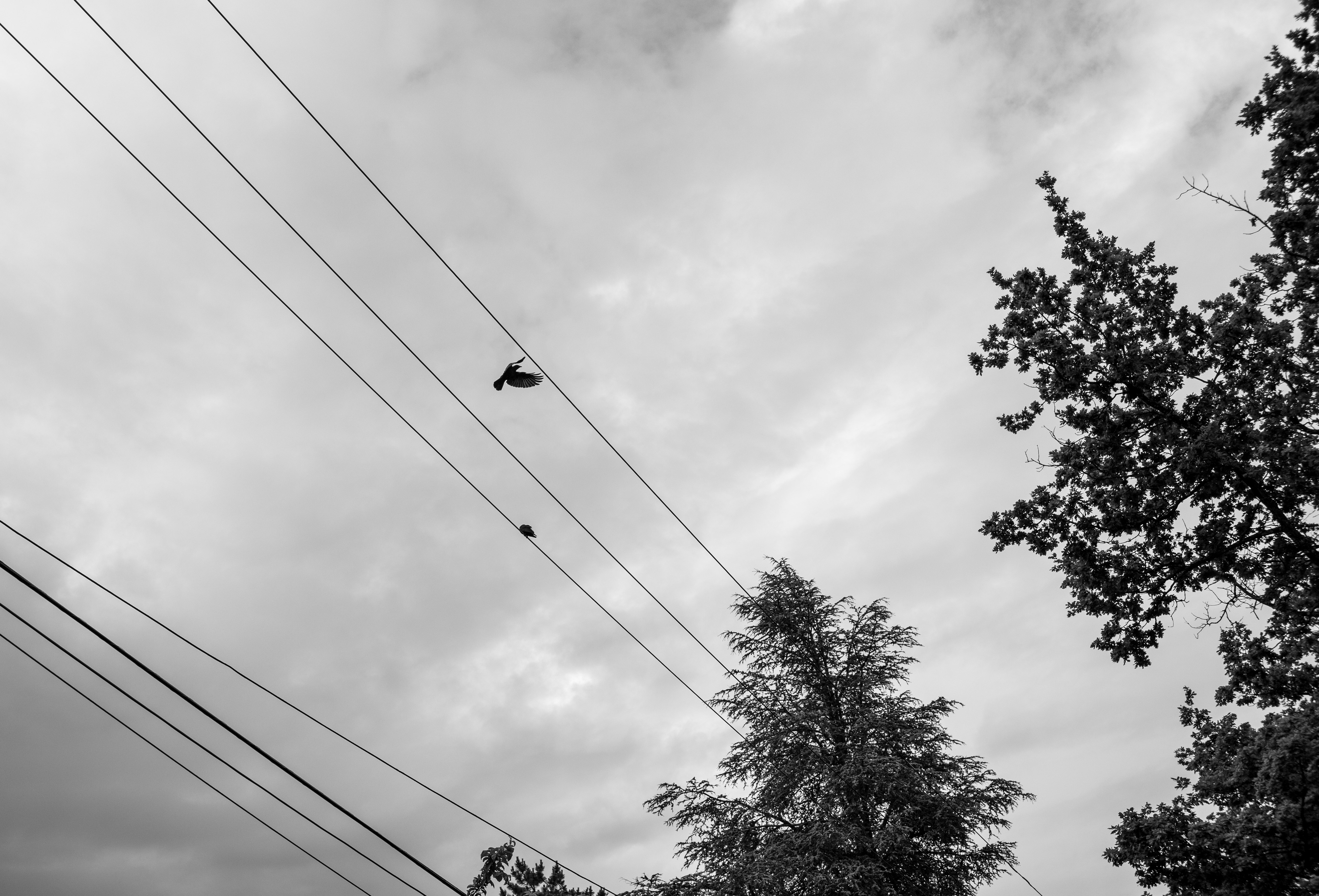 Wire Hop
