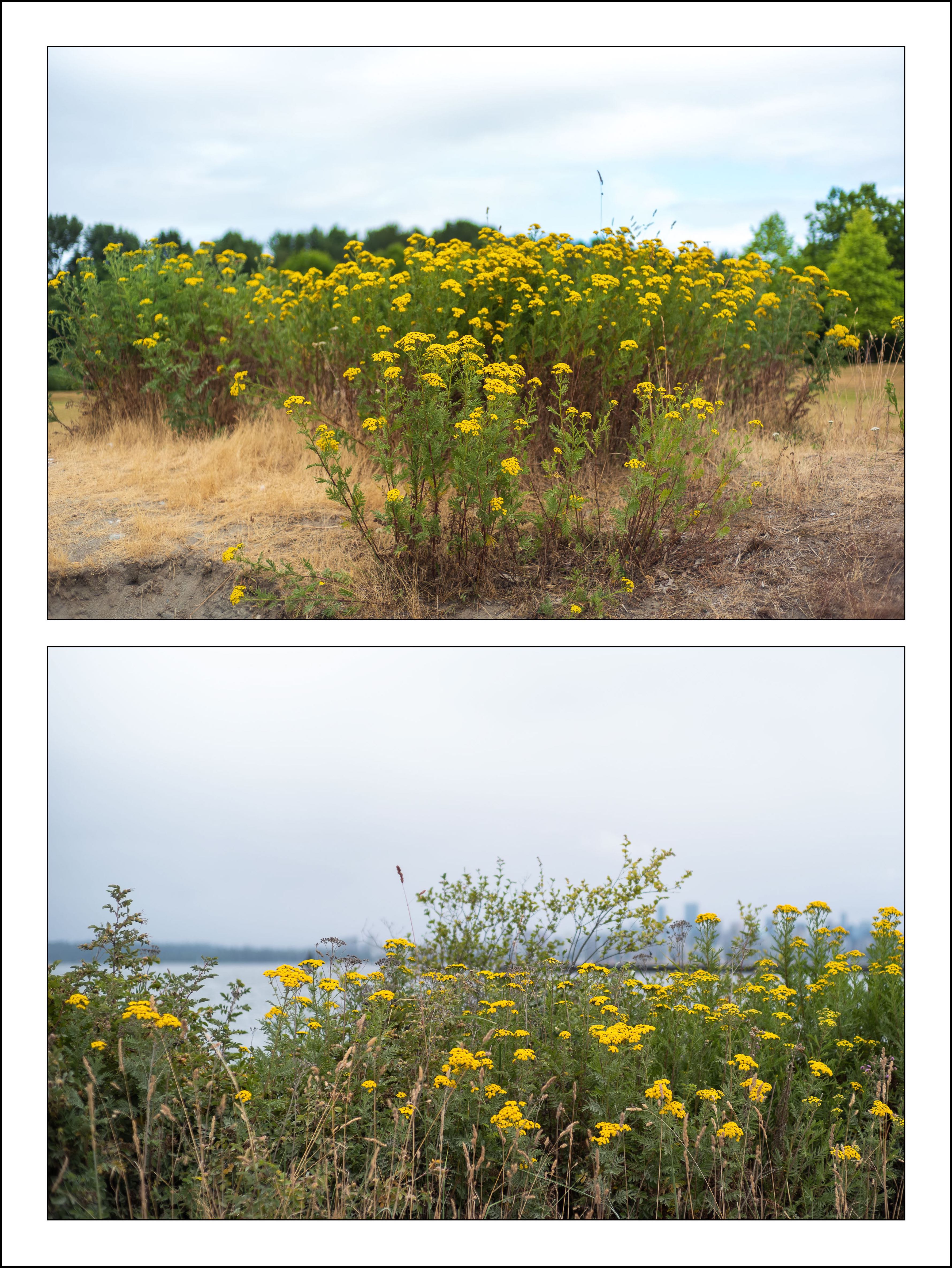 Common Tansy