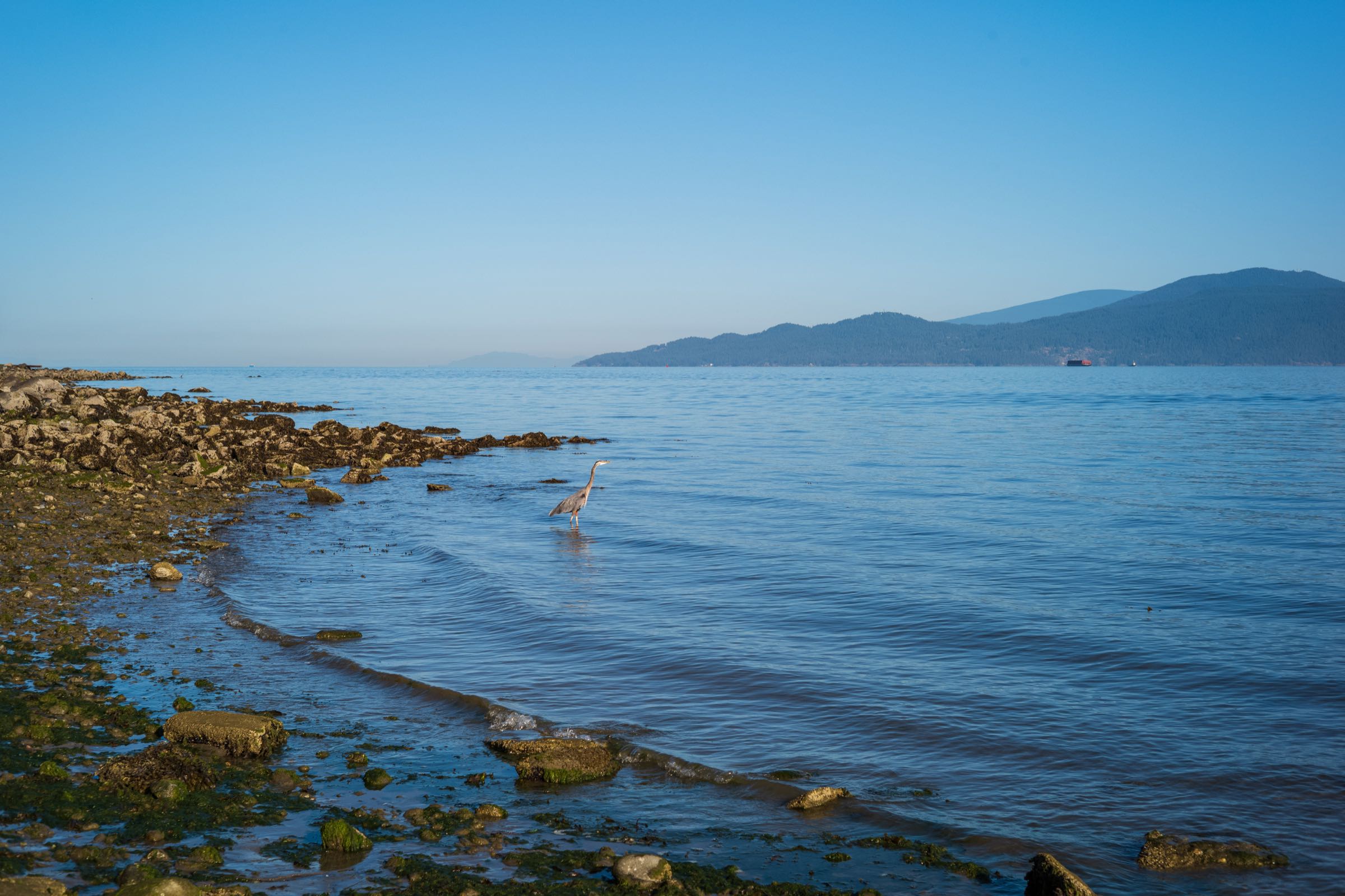 Herron - I watched this guy for a good 10 minutes.  He didn't seem to be fishing just wading along the beach enjoying the quiet morning.