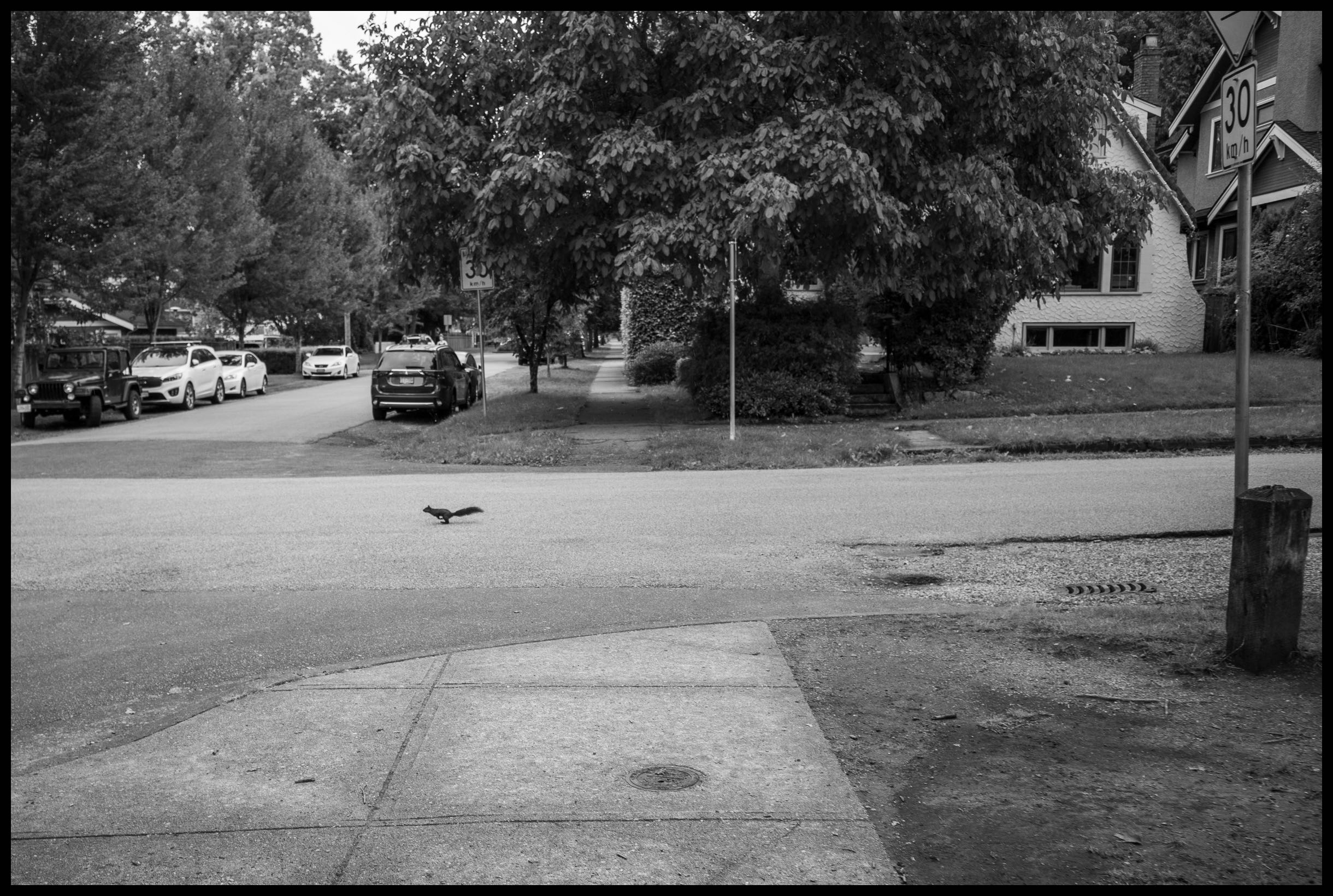 Road Runner