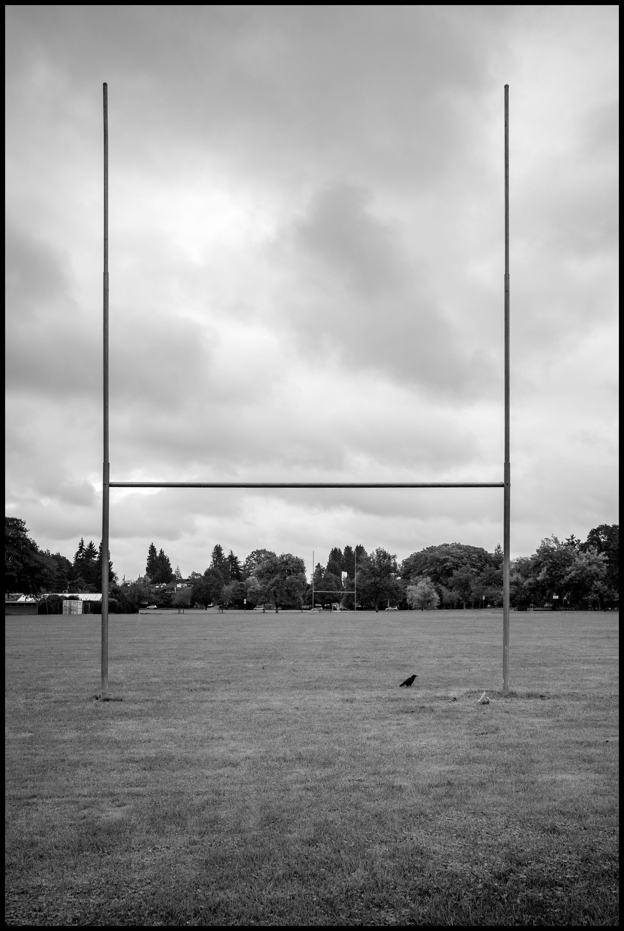 Field Crow