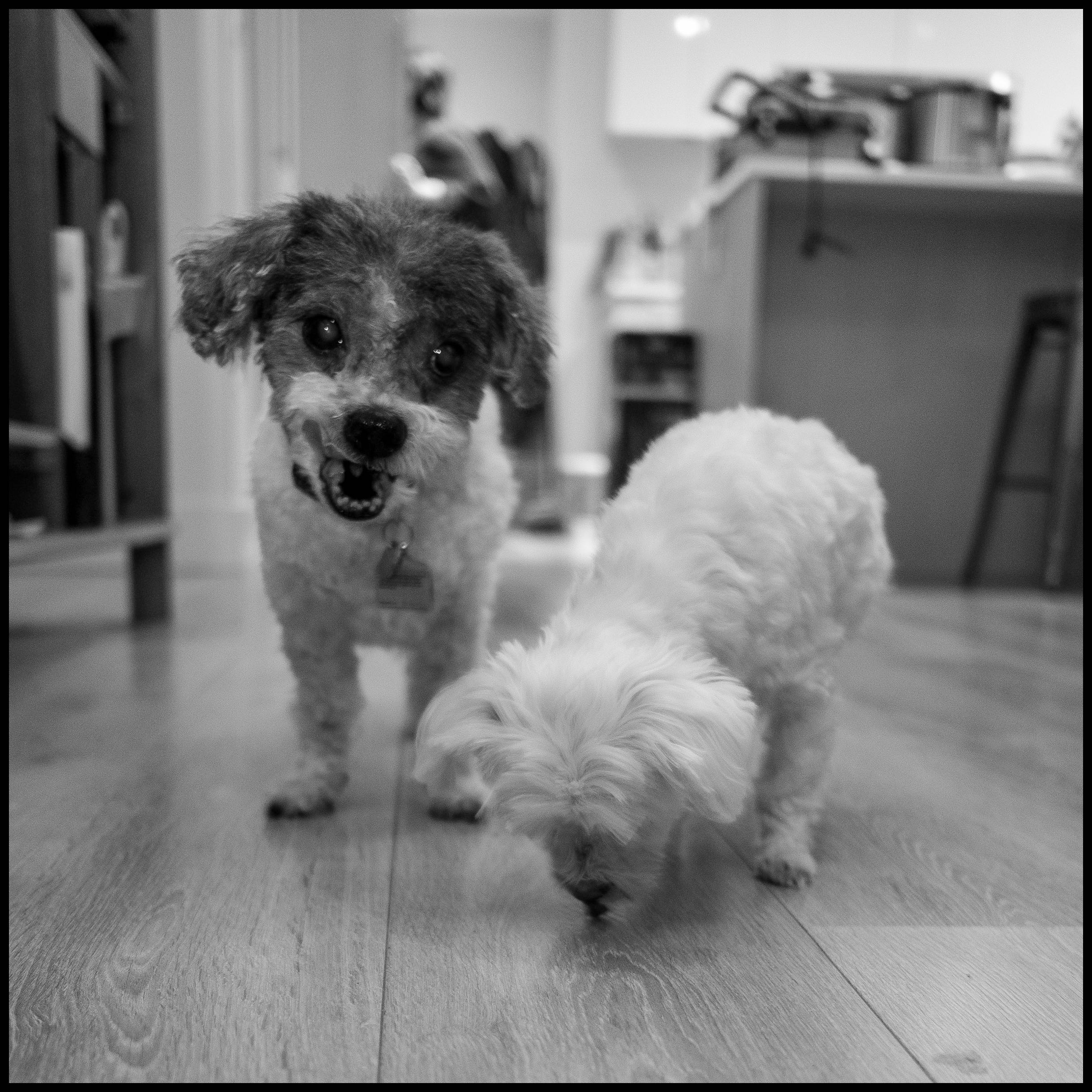Treat Time