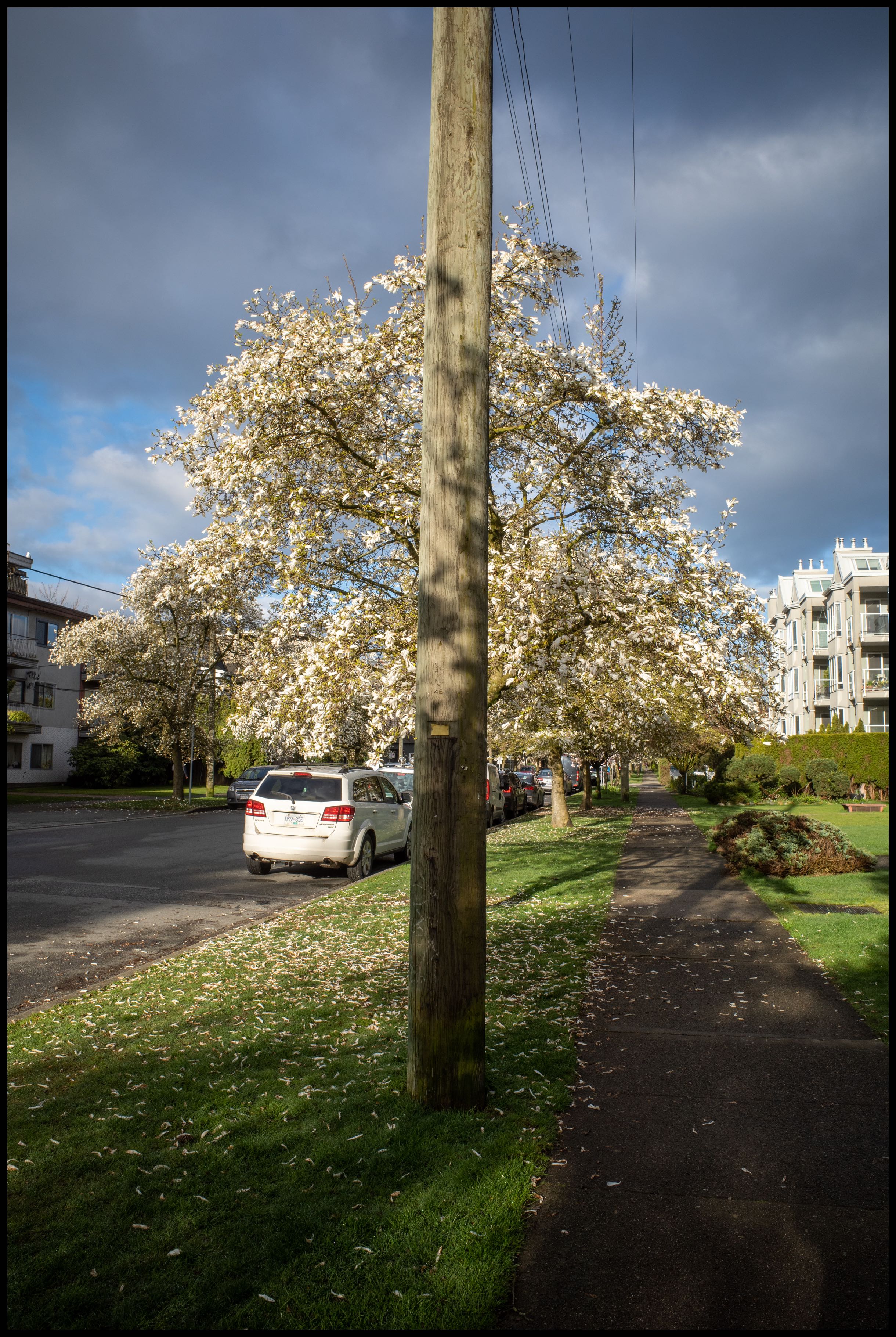 Versatility of Trees