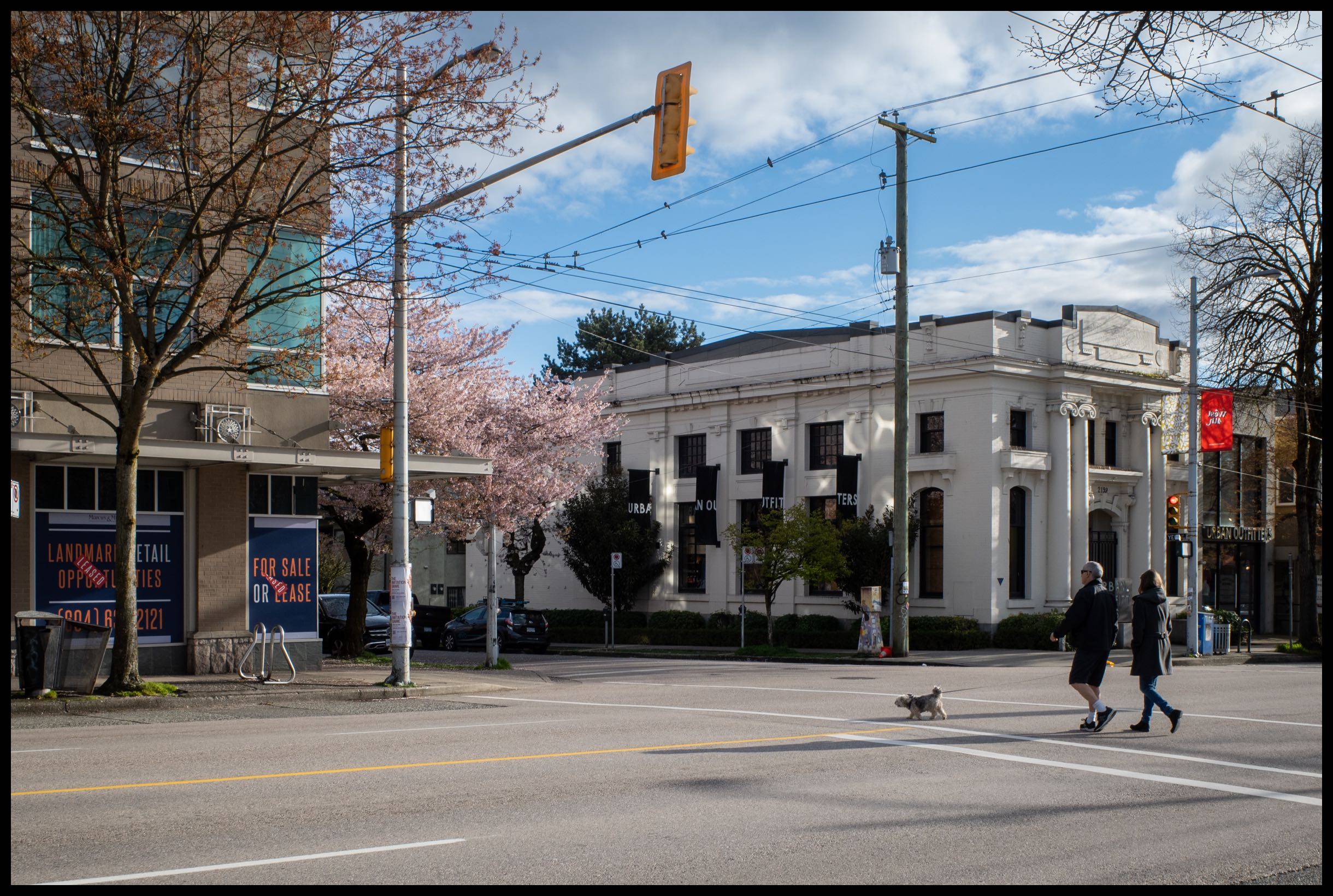 Canine Crosswalk 2
