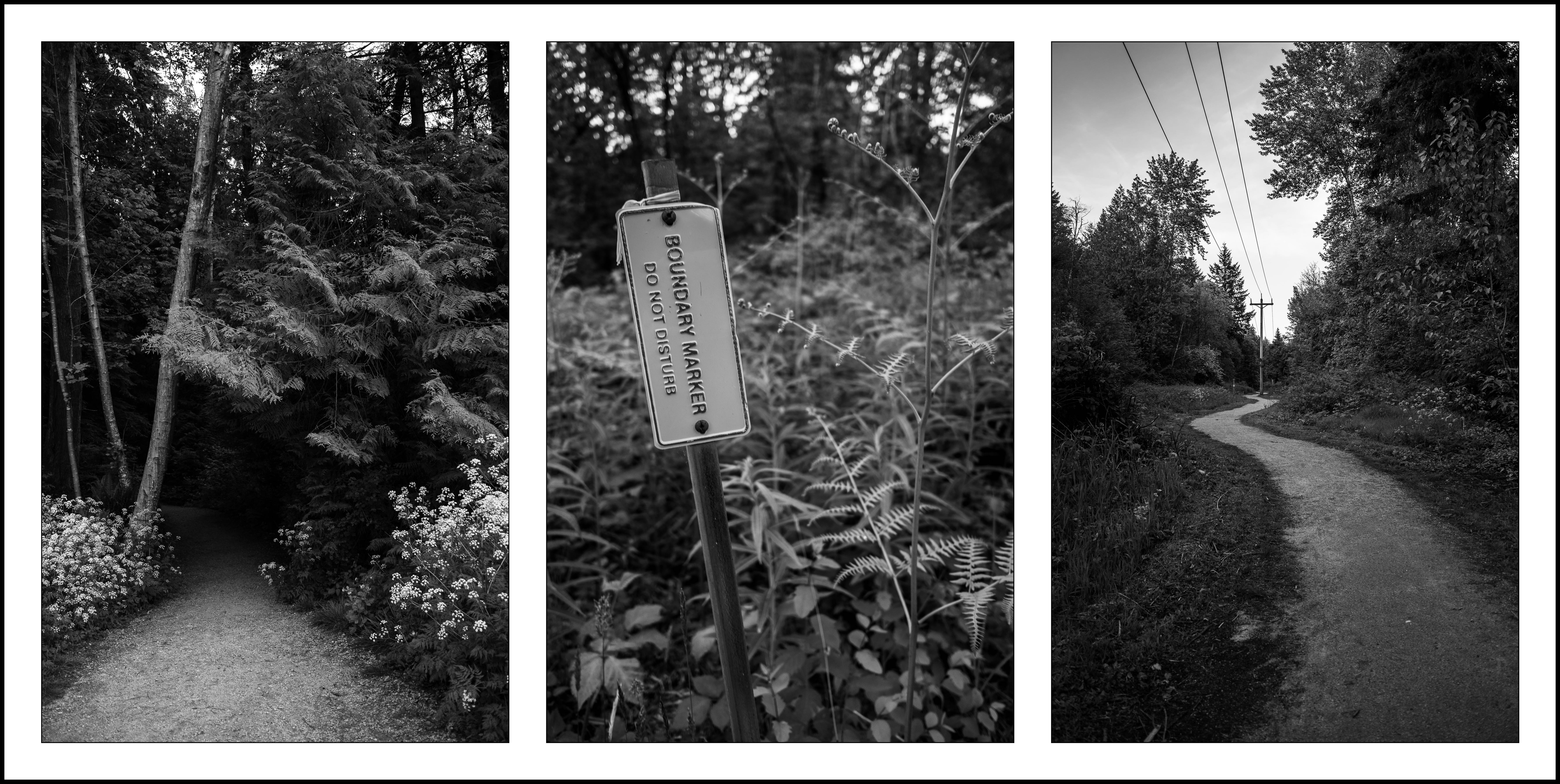 Camosun Trails