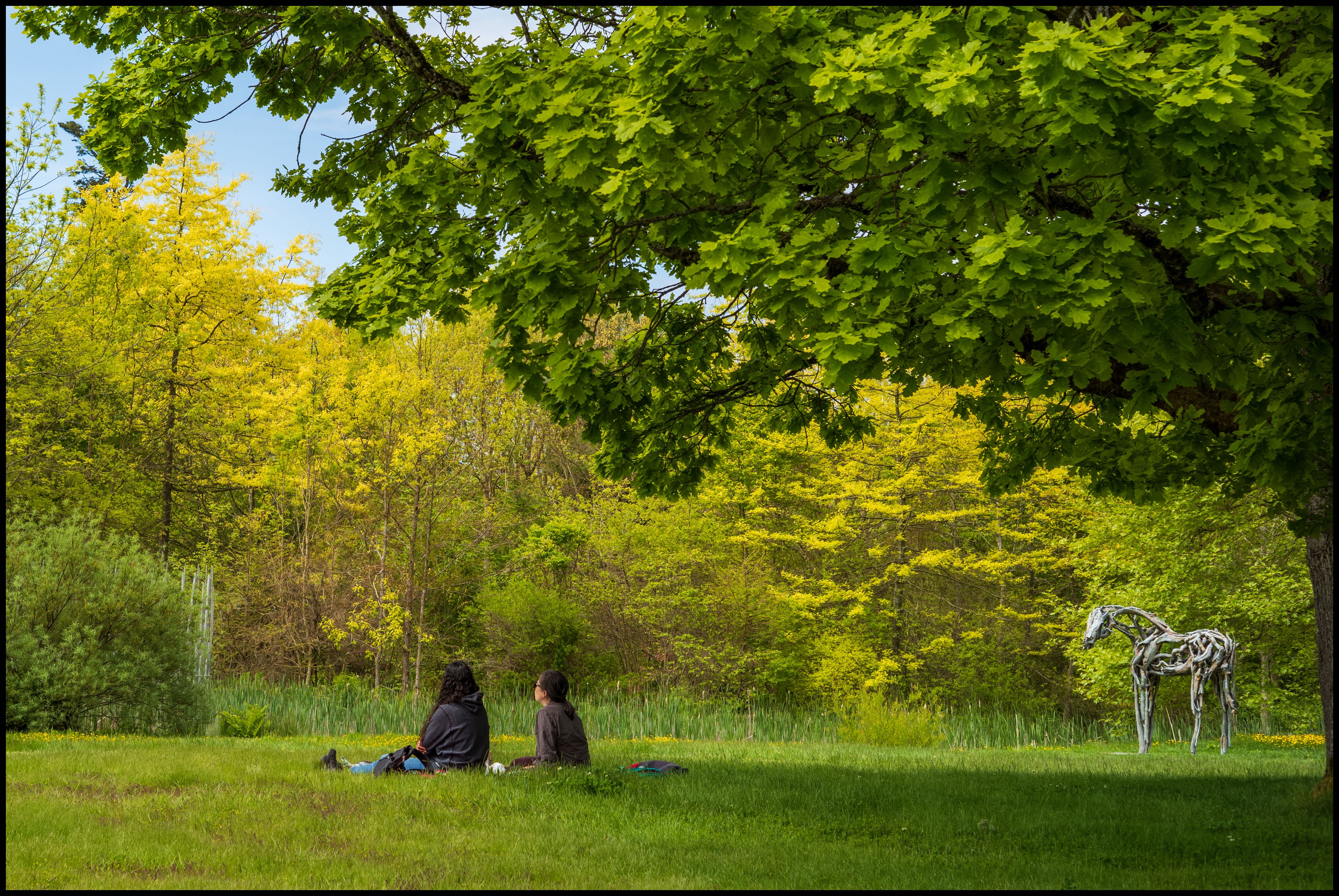 In the Meadow with the Tree Horse, Leica M10 & 50mm Sonnar