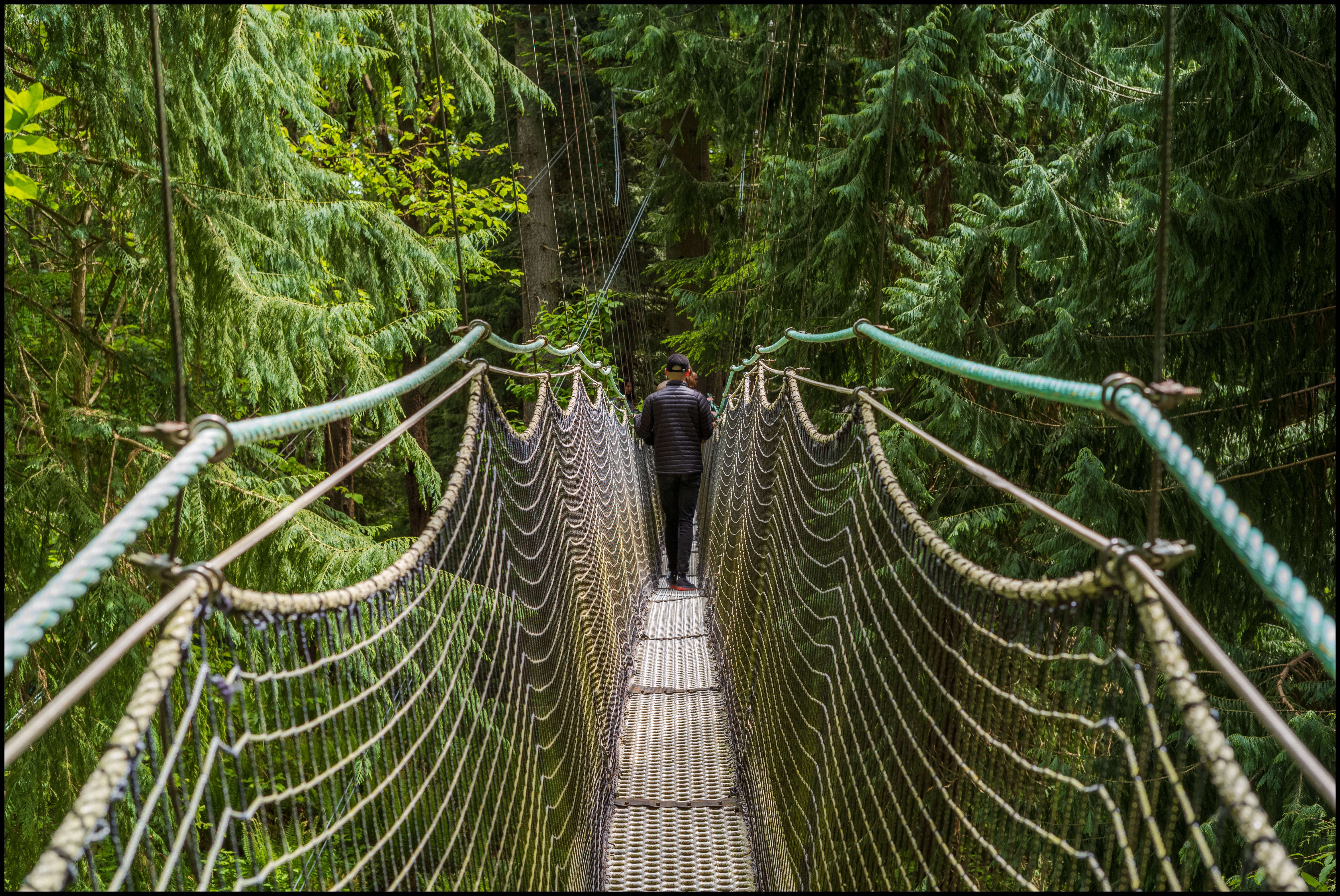 Treewalk 2, Leica M10 & 50mm Sonnar