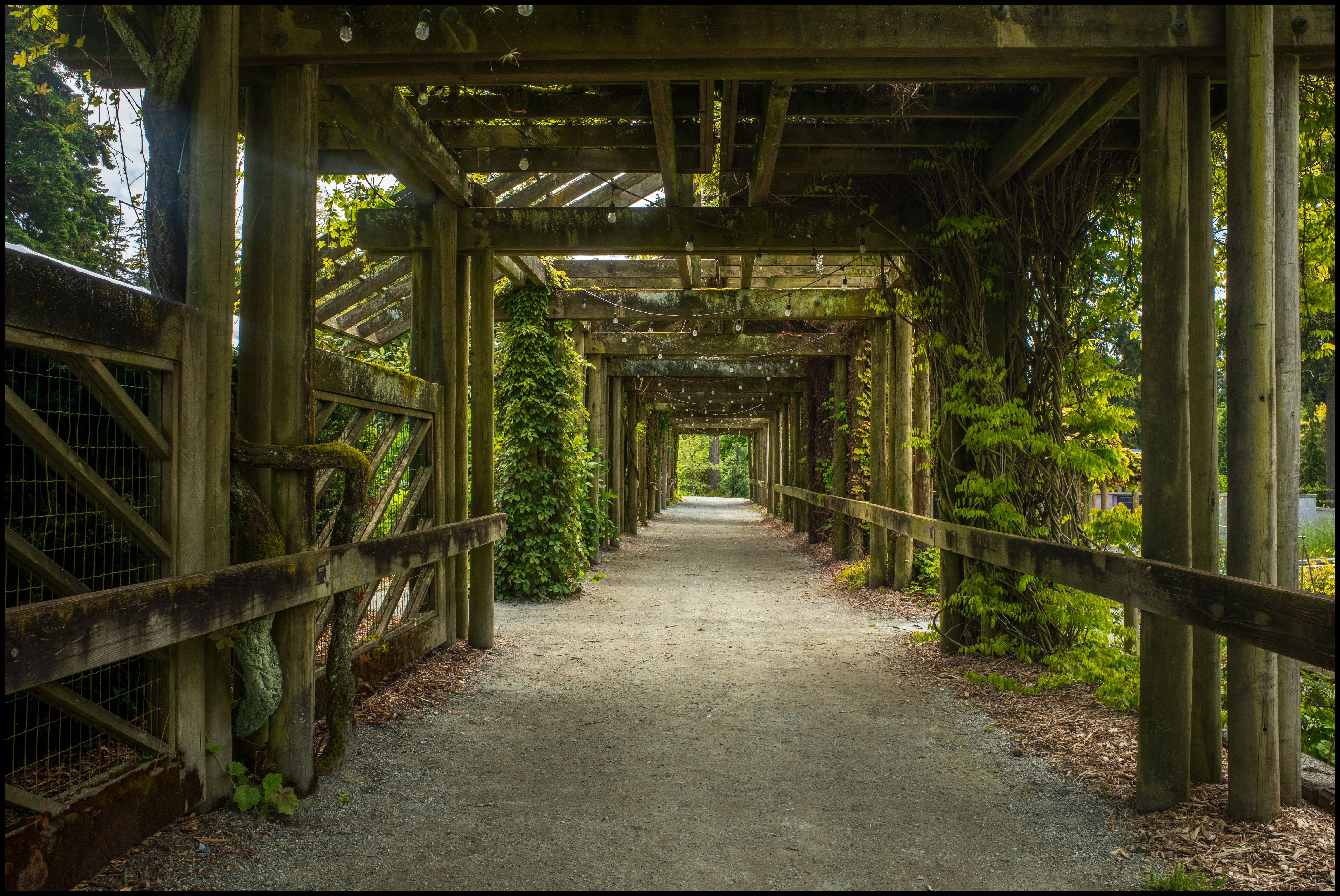 Arbor Garden, Ricoh GR3