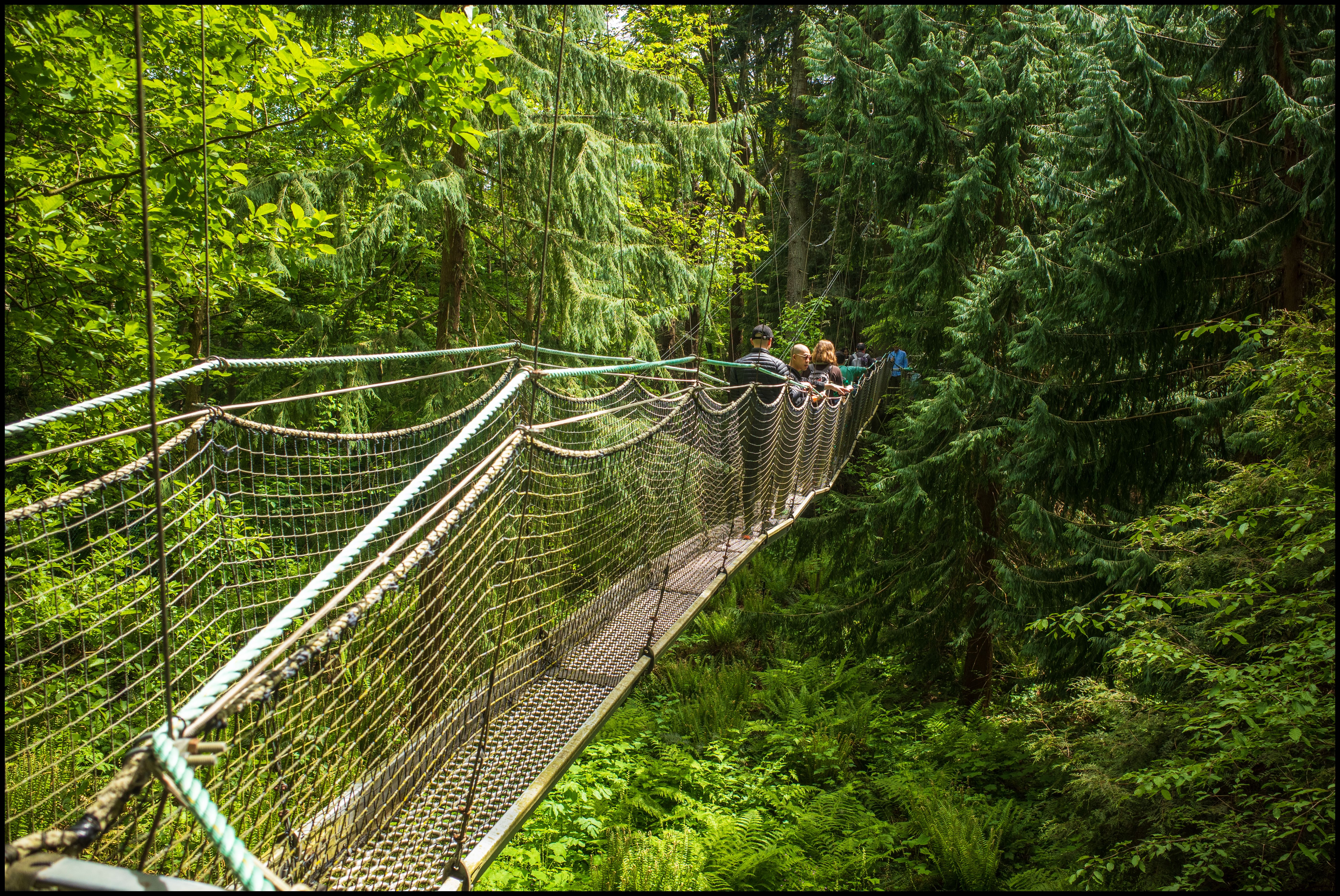 Treewalk 1, Ricoh GR3
