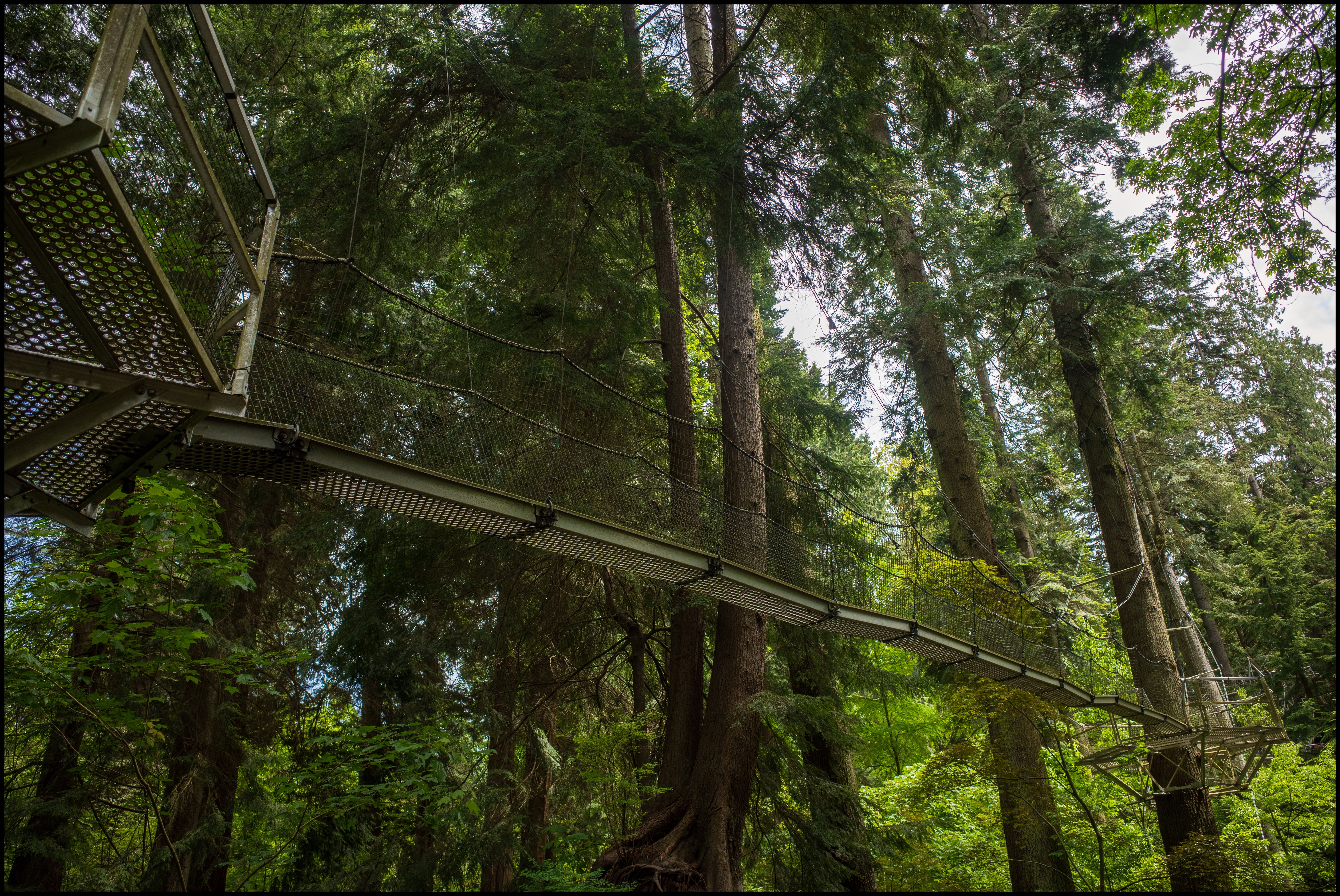 Treewalk 3, Ricoh GR3