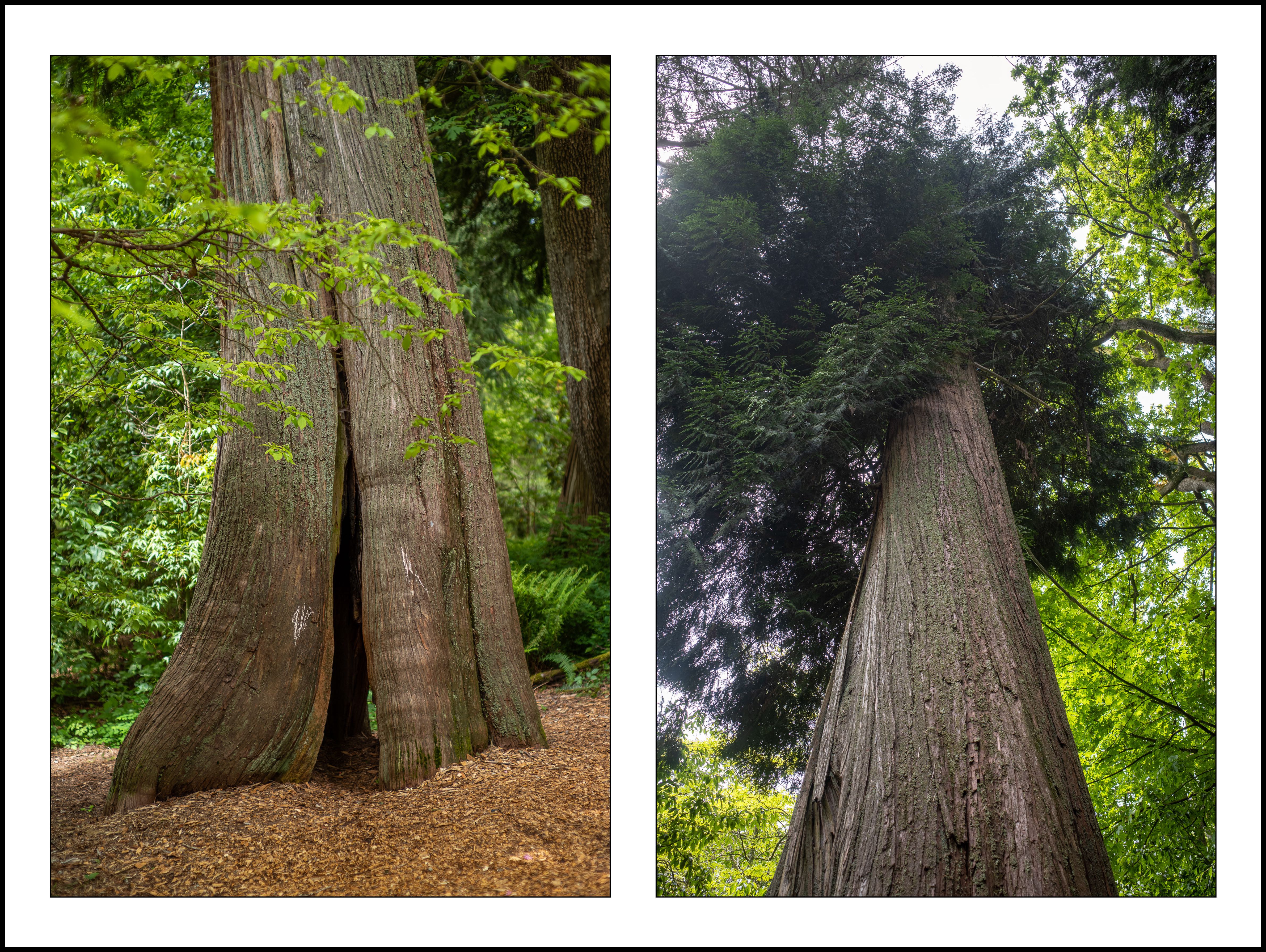 Split Cedar, Leica & Ricoh