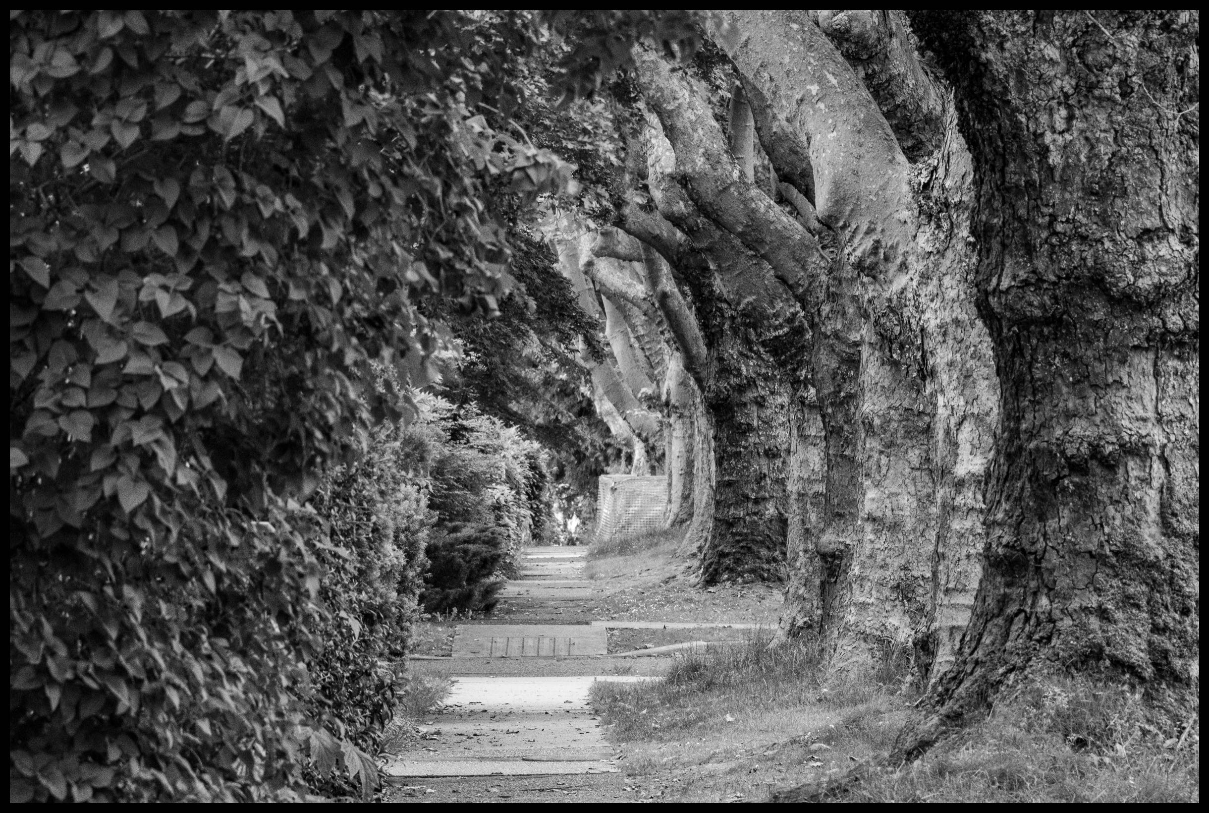 Tree Tunnel