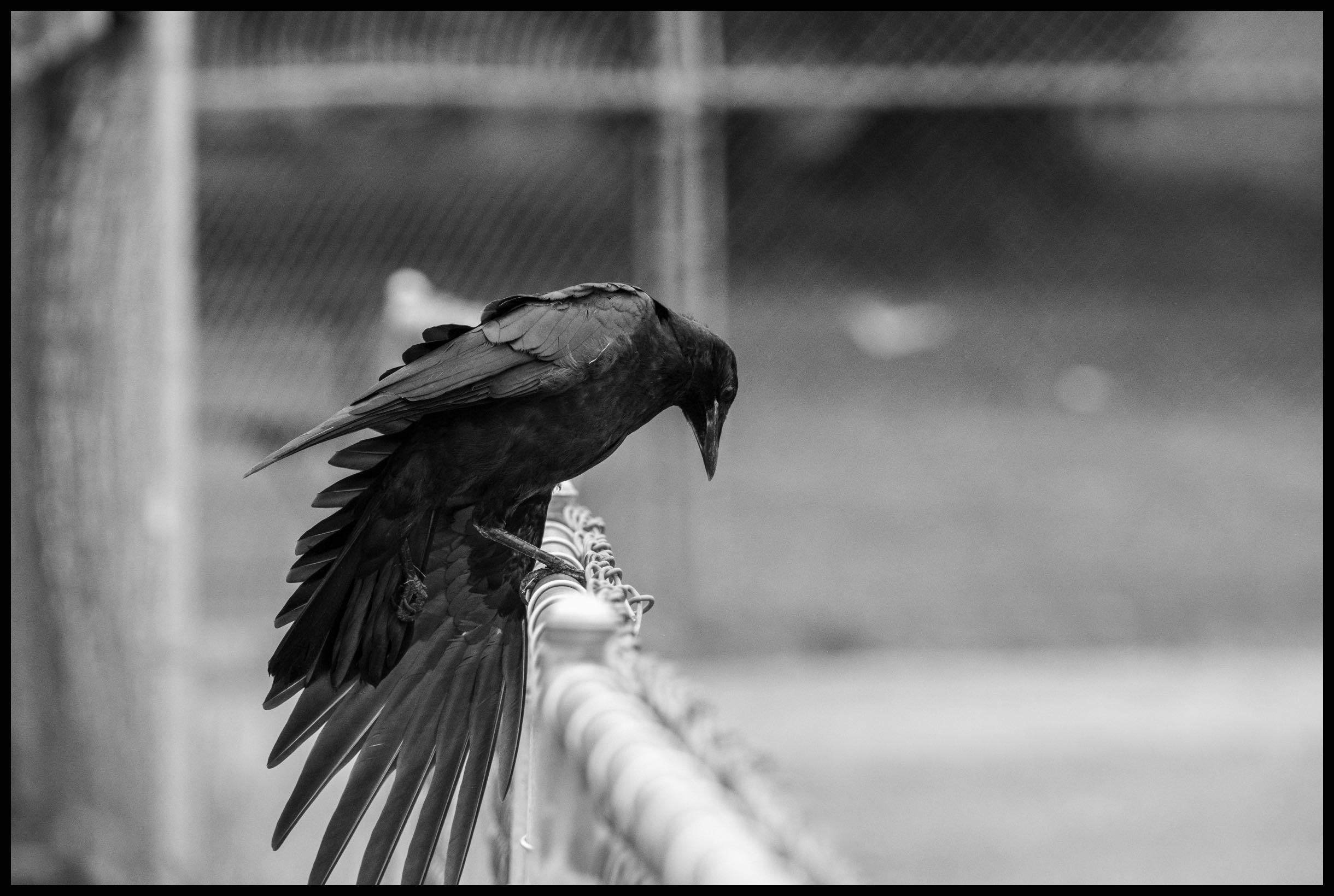 Crow 3