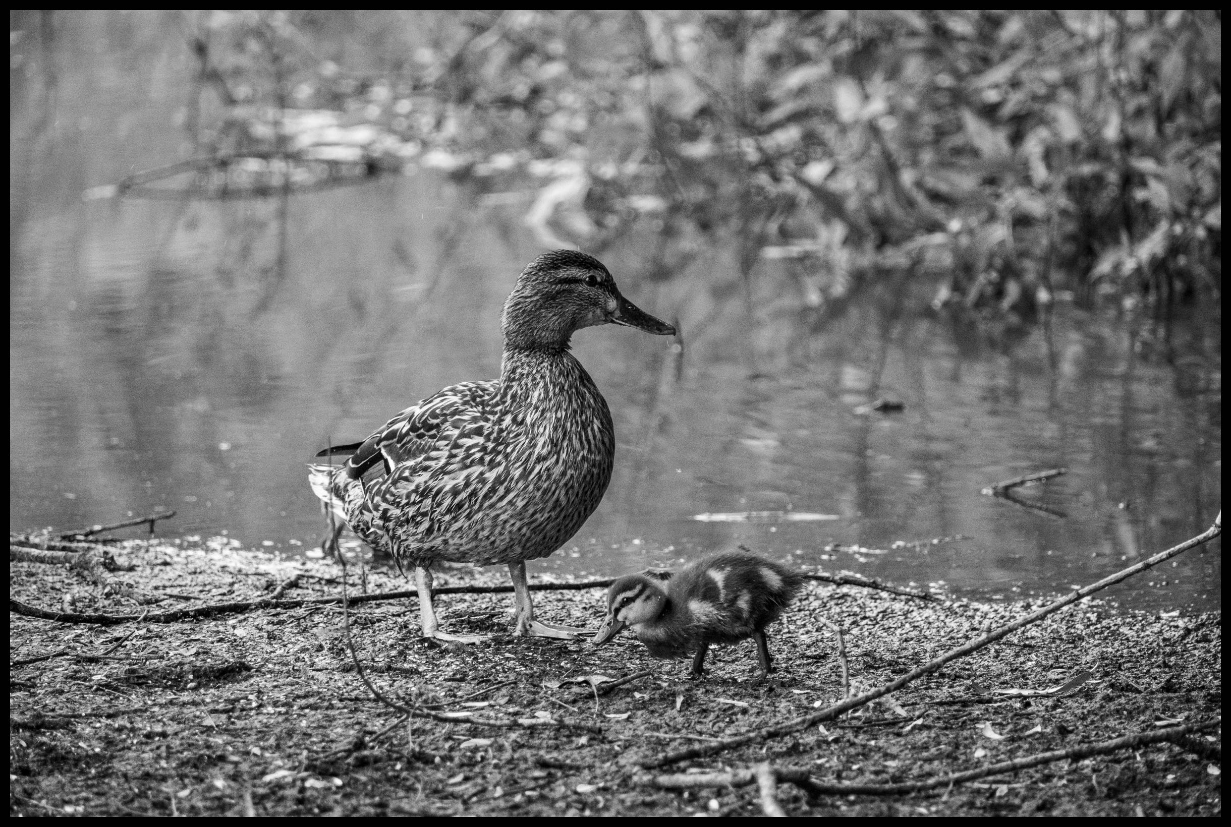 Duck & Duckling - Fuji XT2 & 70-300