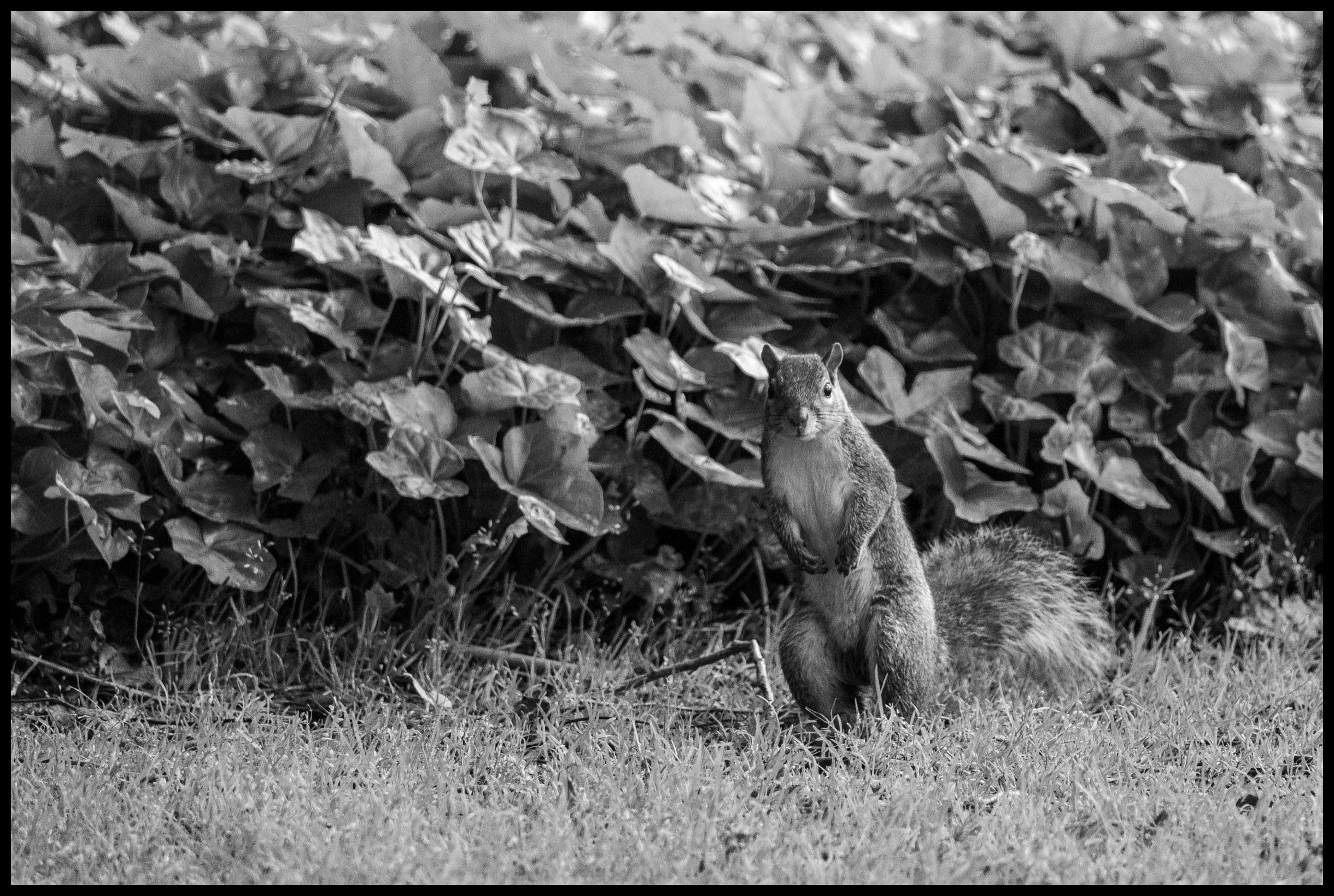 Alert - Fuji XT2 & 70-300