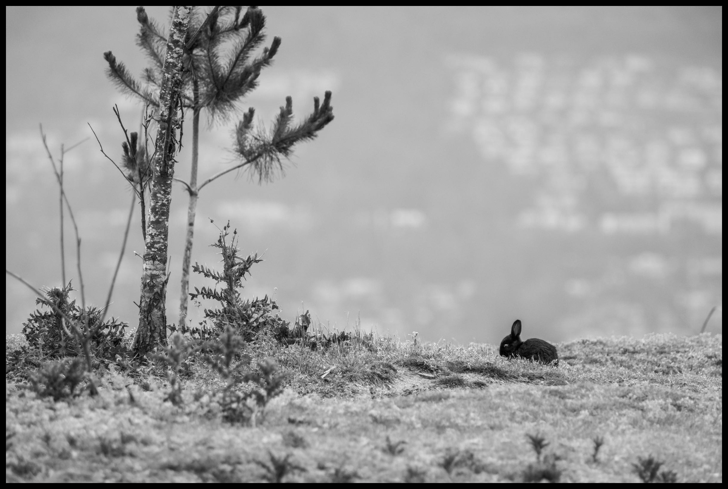 Bunny's Breakfast - Fuji XT2 & 70-300