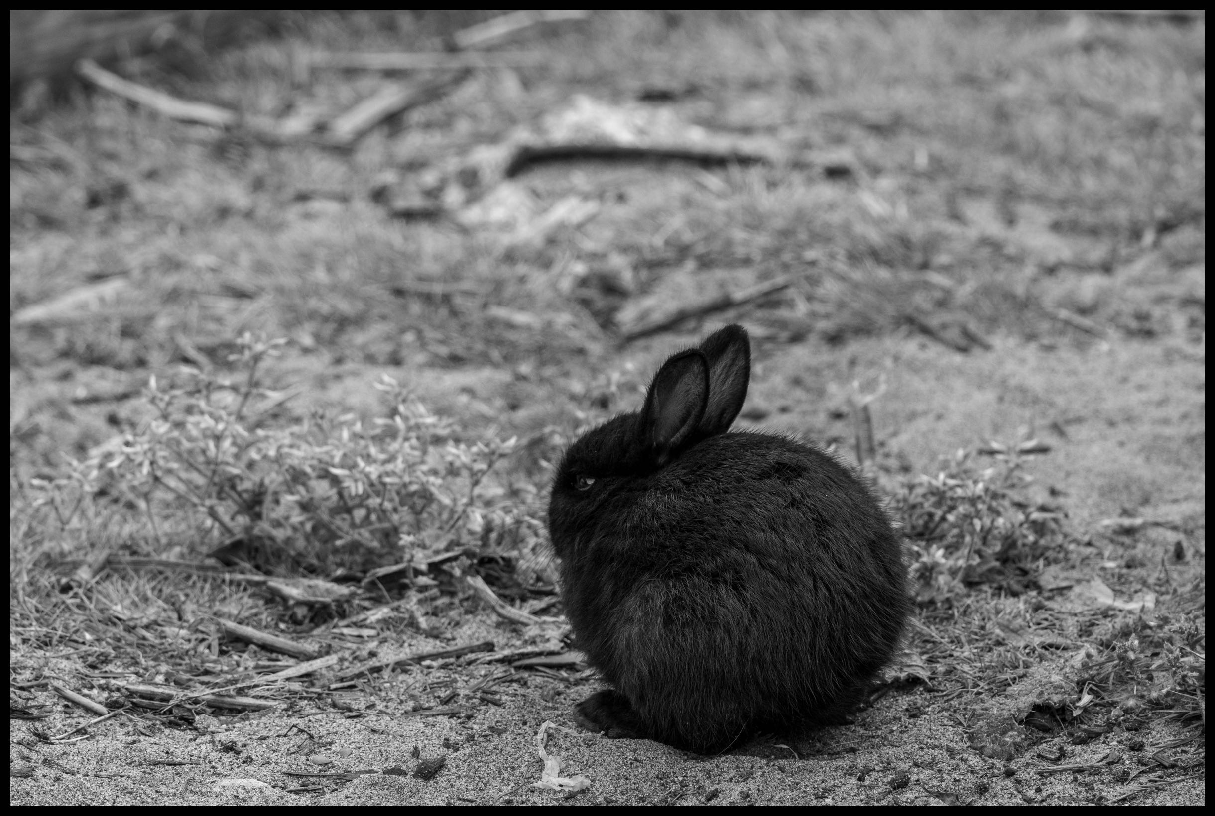 Bowling Ball Bunny - Fuji XT2 & 70-300