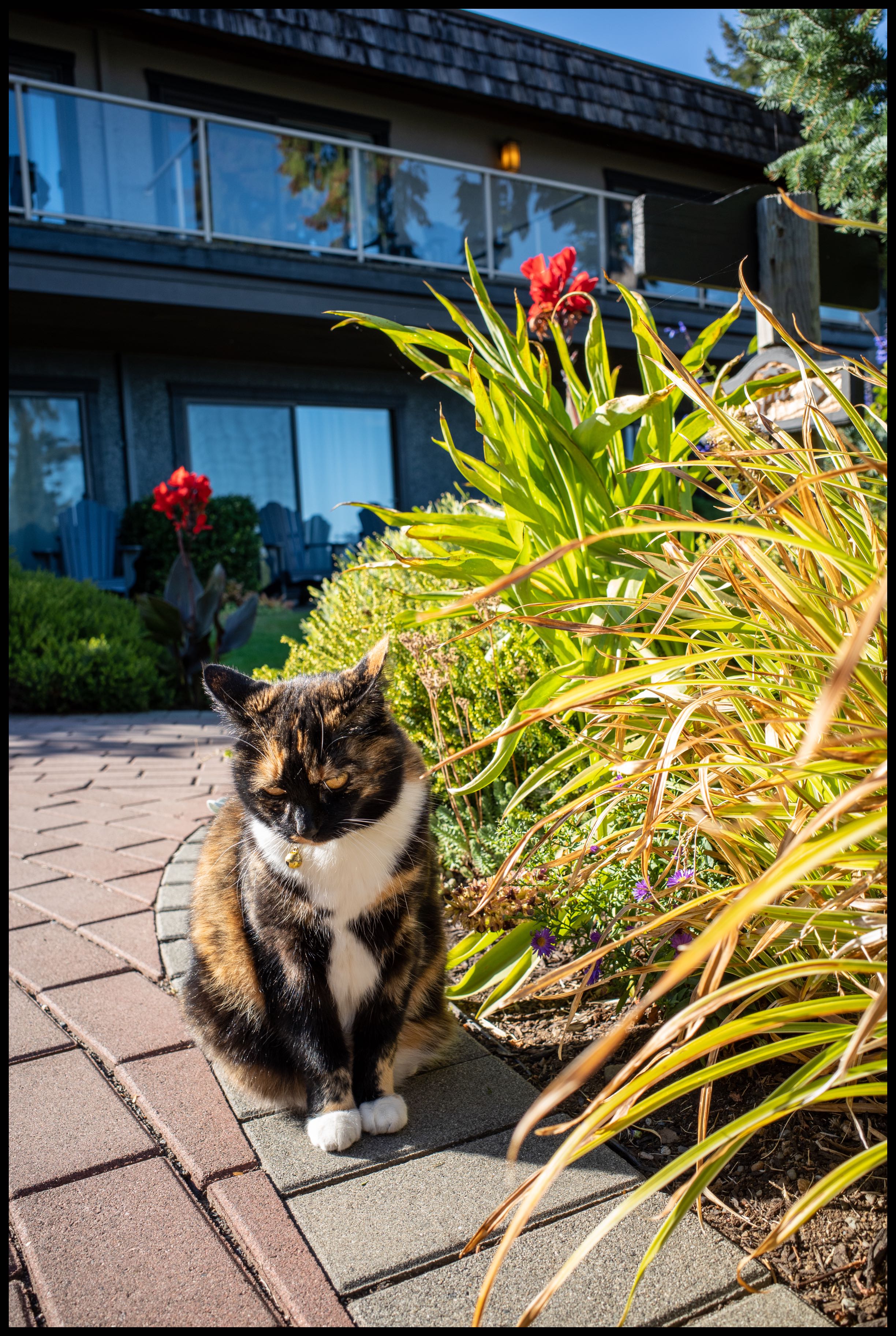 Resort Feline