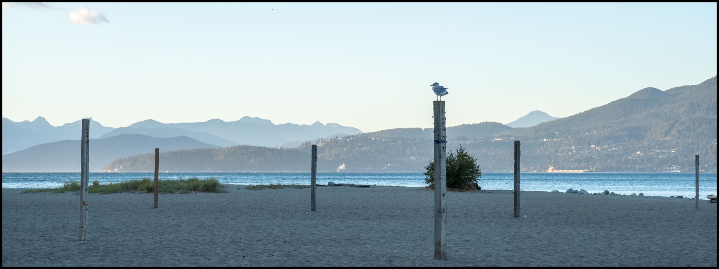 Pole gull, Leica M10