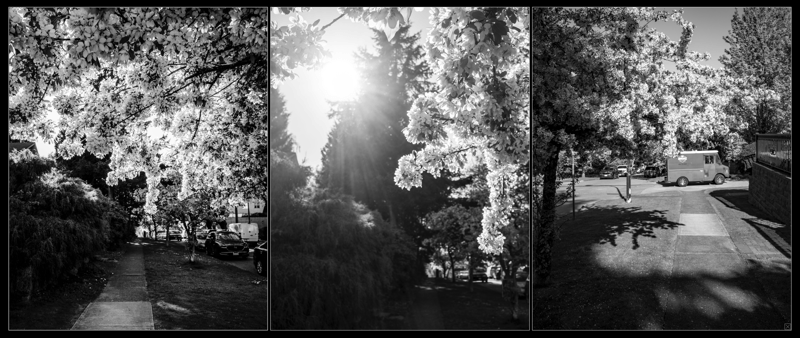 Cherry Blossoms 2021-05-02