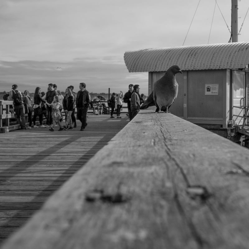 Pier Pidgeon