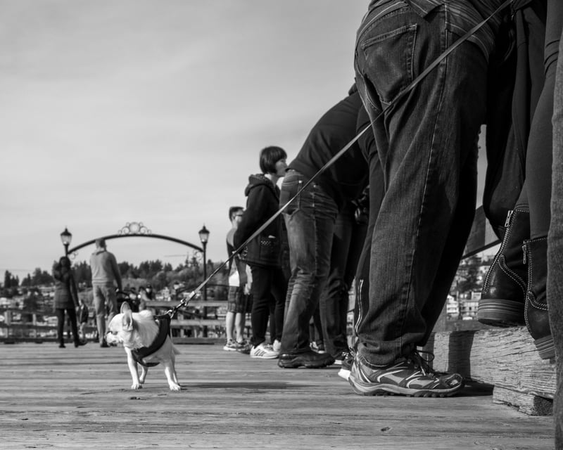 Pier Pooch