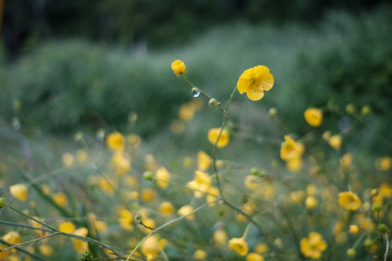 Buttercup