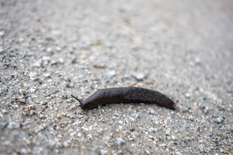 Sluggo