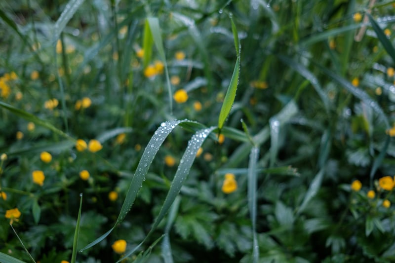 Grass Dew