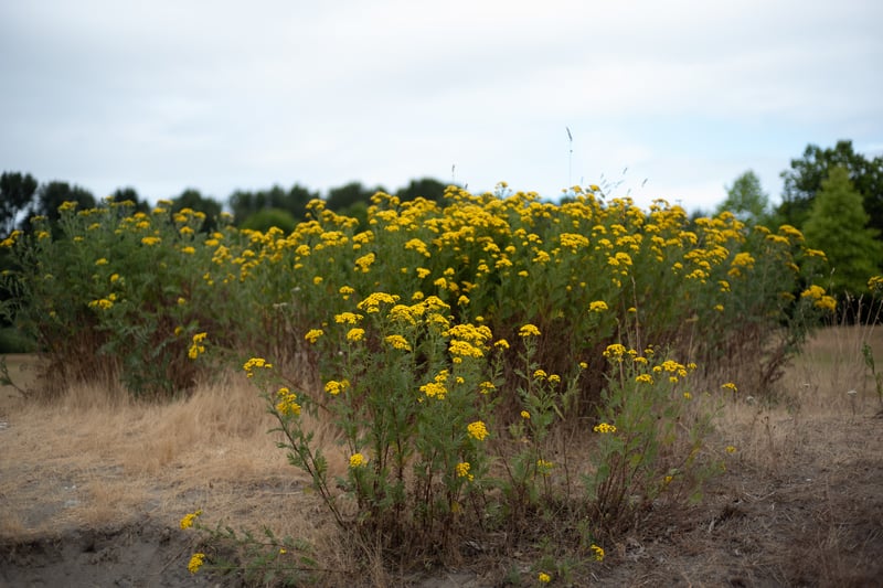 Common Tansy
