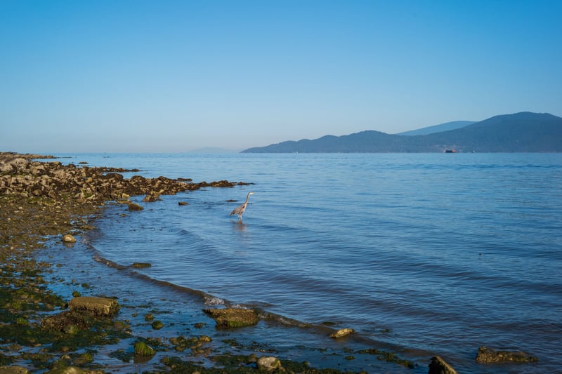Herron - I watched this guy for a good 10 minutes. He didn't seem to be fishing just wading along the beach enjoying the quiet morning.