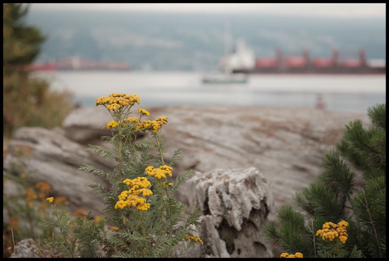 Tansy