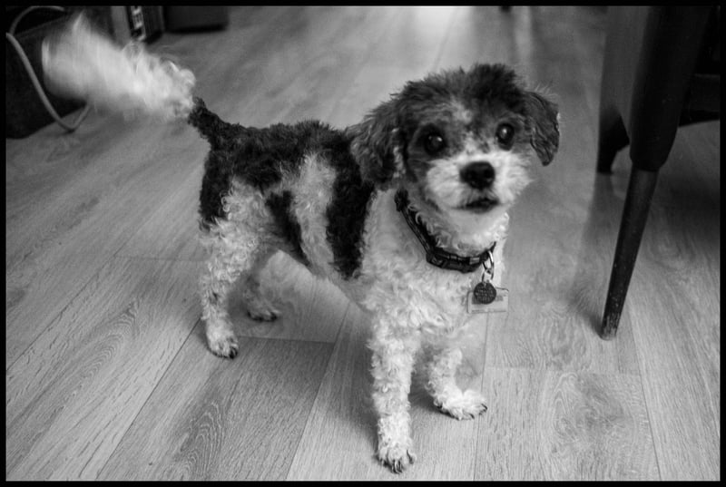 Wag