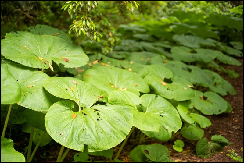 Really Big Leaves, Leica M10 & 50mm Sonnar
