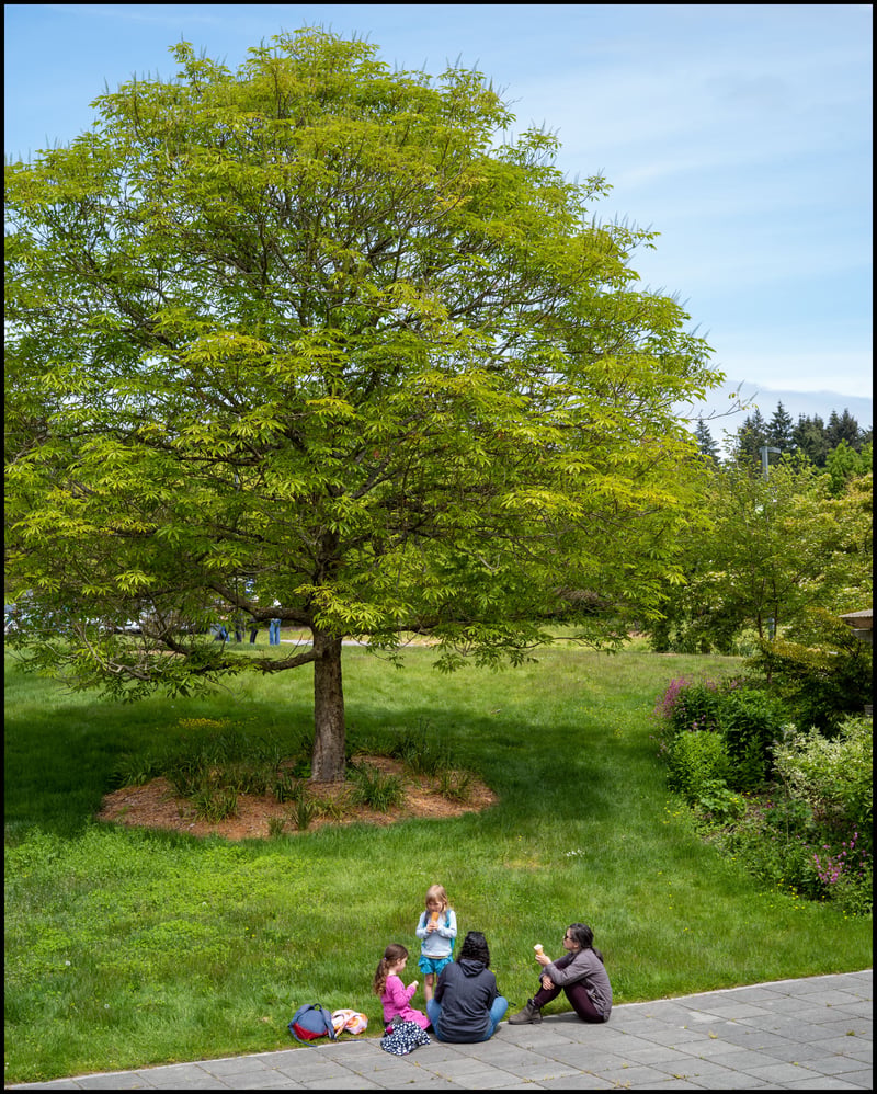 Ice Cream by the Tree, MLeica 10 & 50mm Sonnar
