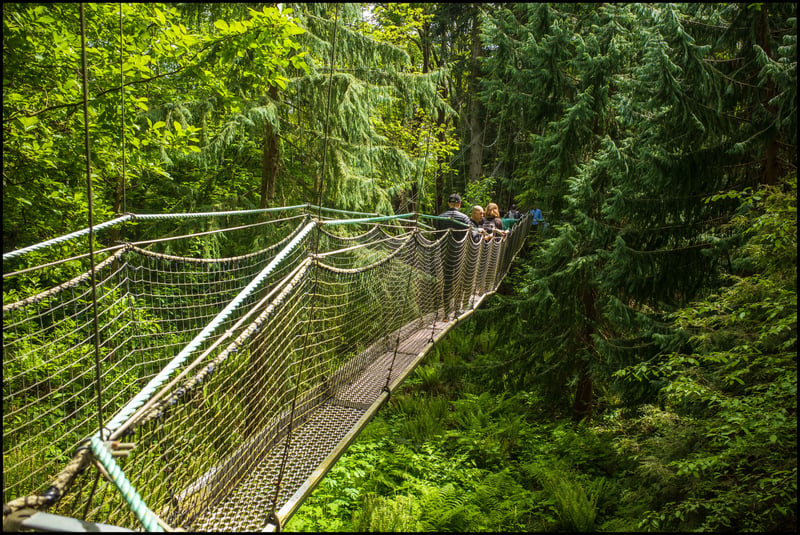 Treewalk 1, Ricoh GR3