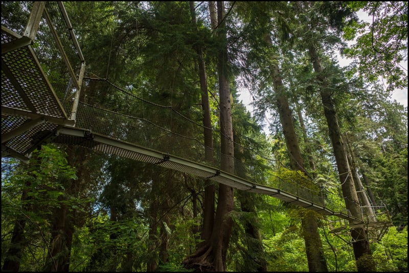 Treewalk 3, Ricoh GR3