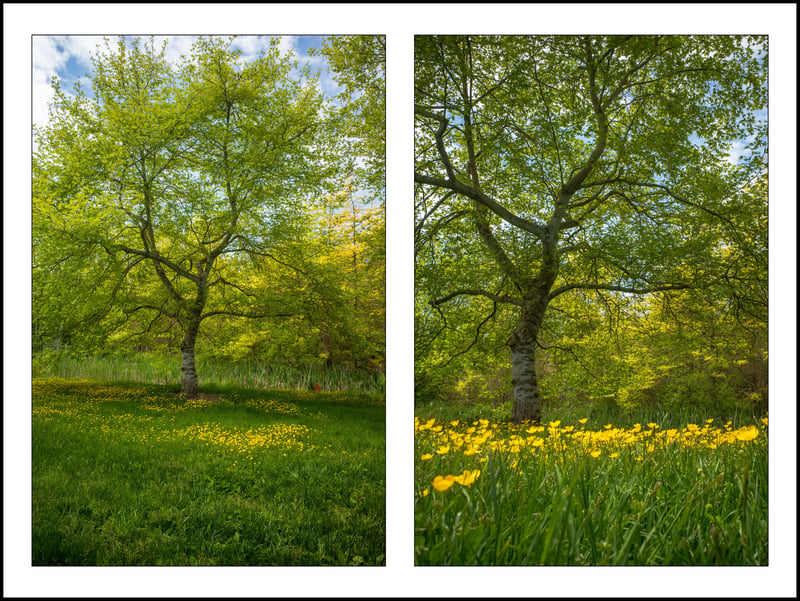 Same Tree, Different Angles, Ricoh GR3