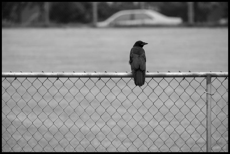 Crow 1