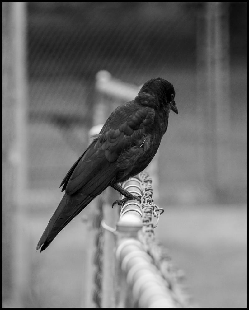 Crow 2