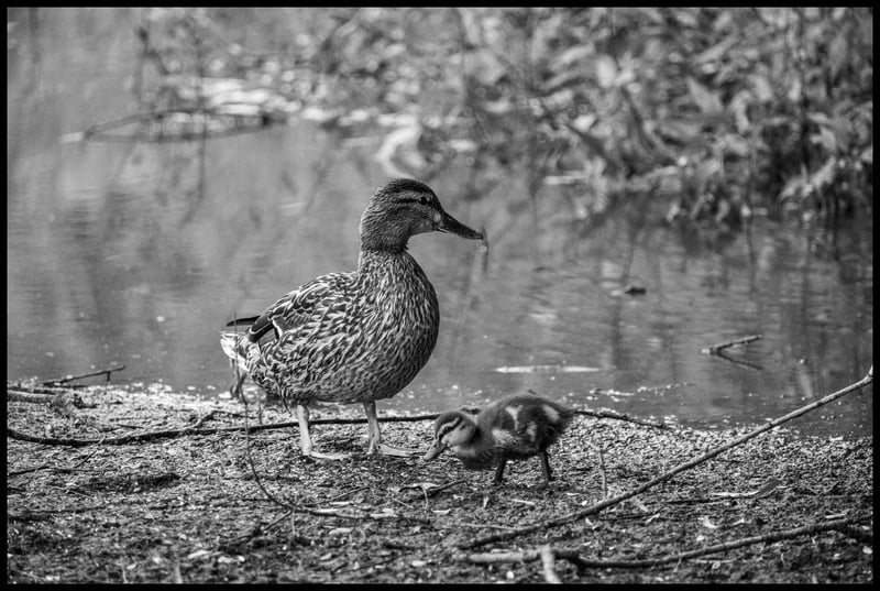 Duck & Duckling - Fuji XT2 & 70-300