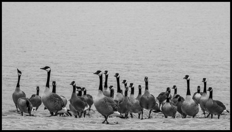 Gaggle - Fuji XT2 & 70-300