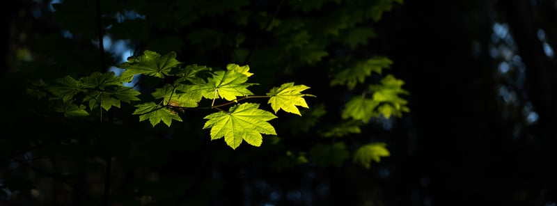Jun 7, 2022 · Fujifilm X-T2 · XF50mmF2 R WR