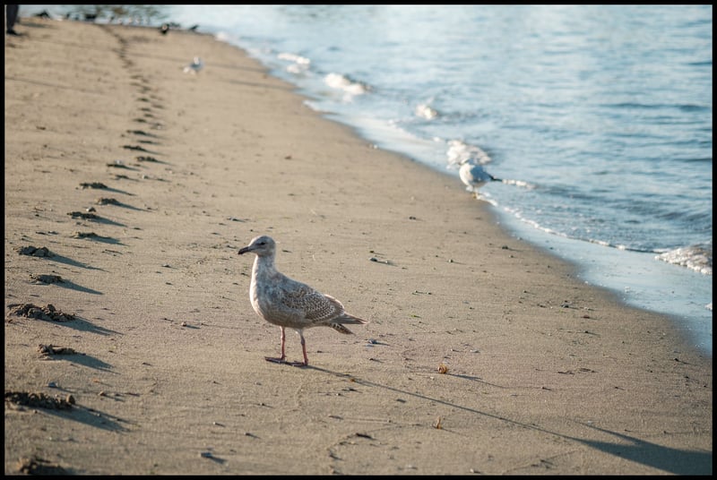 Footprints 2