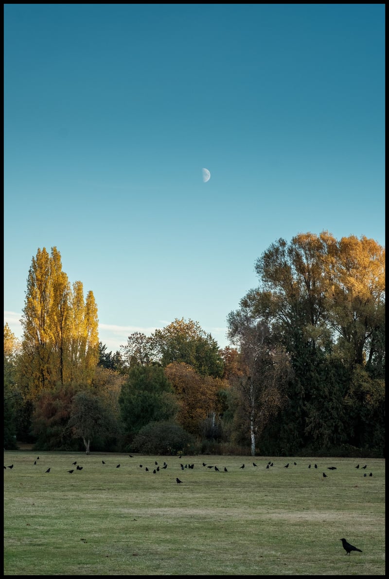 Murder By Half Moon