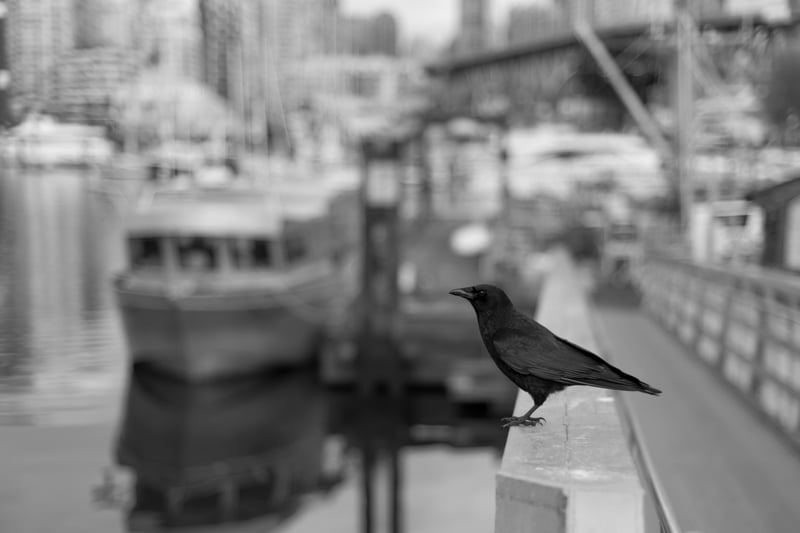 One More Crow